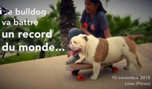 Un bulldog bat un record du monde à skateboard