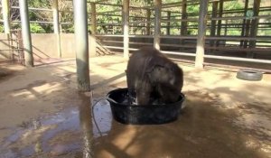 Cet éléphanteau s'est amusé un peu trop longtemps dans l'eau ... Comment sa maman décide d'y mettre fin