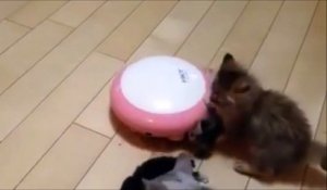 Un bébé chat aspiré par un aspirateur, sauver par son grand-frere!