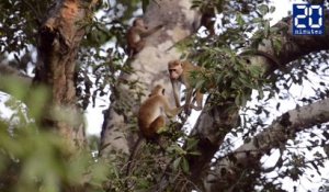 Pourquoi le macaque à toque est un acteur né