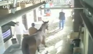 Un cheval tente de mordre un homme dans une écurie
