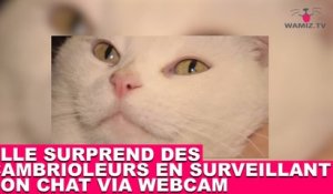 Mais Pourquoi Les Chats Ont Ils Peur Des Concombres Une Reponse A Decouvrir Dans La Minute Chat 55 Sur Orange Videos