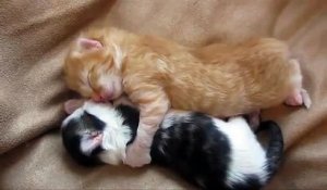 Adorable vidéo, deux chatons dorment enlacés