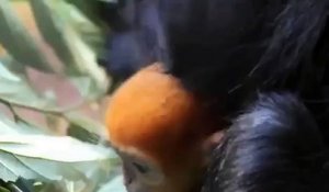 Un mignon petit singe rarissime et roux est venu au monde à Sydney