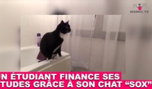 Un étudiant finance ses études grâce à son chat Sox ! À suivre tout de suite dans la minute chat #51