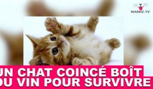 L Etrange Comportement D Un Chat Avec Sa Maitresse Enceinte Tout De Suite Dans La Minute Chat 177 Sur Orange Videos