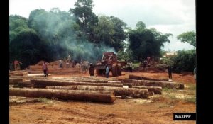 Le Zoom de La Rédaction : Le Cameroun confronté à la déforestation