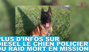 Plus d'infos sur Diesel, chien policier du RAID mort en mission. Tout de suite dans la minute chien #54