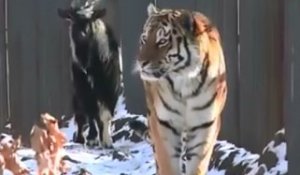 Un tigre se lie d'amitié avec une chèvre qu'il devait manger !