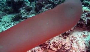 A la découverte d'une licorne des océans : un monstre marin incroyable