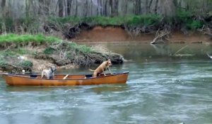 Un chien futé sauve deux autres chiens coincés dans un canoë