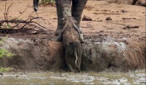 Une maman éléphant aide son petit coincé dans une rivière. Magique