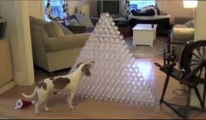 Son propriétaire lui fait une pyramide de bouteilles