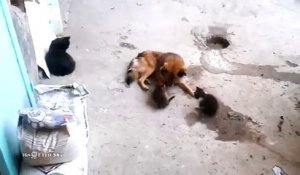 Cette Maman Chat Miaule Pour Retrouver Ses Chatons Derriere La Porte Sur Orange Videos
