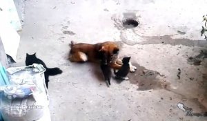 Une maman chat présente ses petits à un vieil ami