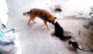 Une Maman Loutre Caline Son Bebe Sur Son Ventre Sur Orange Videos