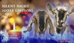 « Douce nuit, sainte nuit » par des chèvres