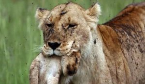 Huit lions stars d’une émission de la BBC ont été empoisonnés