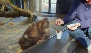 Ce orang-outan éclate de rire après un tour de magie !