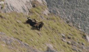 Un aigle royal chasse un chamois dans les Alpes. Impressionnant