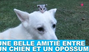 Une belle amitié entre un chien et un opossum! À découvrir dans la minute chien #68
