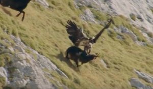 La spectaculaire attaque d'un aigle sur un chamois dans les Alpes