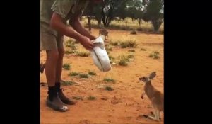 Un bébé kangourou qui adore les humains... Trop mignon