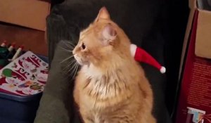 Un chat porte le bonnet du Père Noël