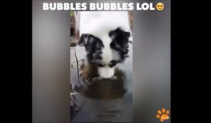 Ce chien s'amuse à faire des bulles dans l'eau... Trop marrant