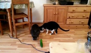 Des chats terrorisés par des  concombres