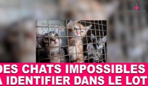 Des chats impossibles à identifier dans le Lot! Aujourd'hui dans la minute chat #82