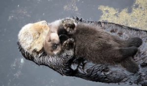 Une maman loutre porte son bébé de 1 jours qui dort sur son ventre. Trop mignon