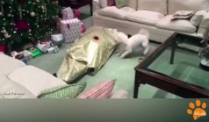 Ce chien déballe son cadeau de Noel... Comme un fou