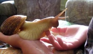 Avoir un escargot géant comme animal de compagnie