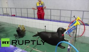En Russie, des phoques de Sibérie apprennent à peindre et à jouer de la musique