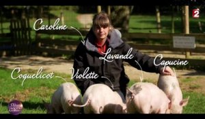 [170 ans SPA] Les plus belles histoires : n°5 "Caroline et ses 4 petits cochons"