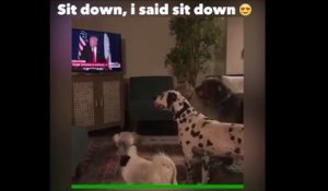Des chiens obéissent à Donald Trump... On est mal!