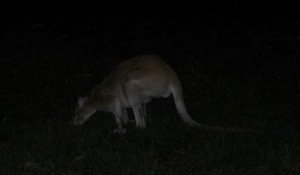 Motard vs kangourous