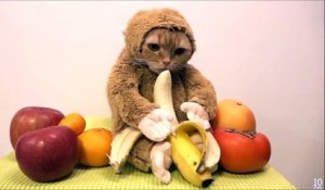 Ce chat en a marre que son maître le nourrisse avec des bananes et le déguise en singe