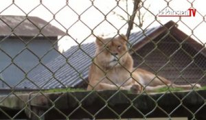 Quel avenir pour les 300 animaux du zoo d'Attilly mis en liquidation judiciaire ?