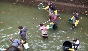 Mise à sec du canal Saint-Martin. Episode 3 : les poissons du Canal Saint Martin déménagent