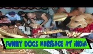OMG - Dogs Marriage Celebration in India