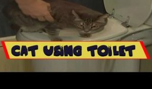 Clever Cat - How a Cat Poop in Toilet