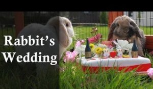 Funny - Rabbits Wedding