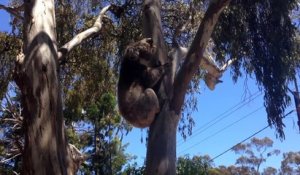 Un pauvre koala en pleurs après s'être fait chasser de son arbre