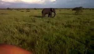 Ivre mort, un demeuré charge un éléphant lors d'un safari