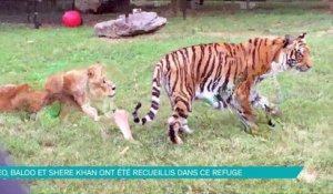 Ces Lion, Tigre et Ours sont devenus super amis après avoir frôlé la mort