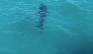 Un kayakiste tombe nez à nez avec un requin de 3 mètres !