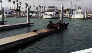 Un petit chien attaque 5 otaries sur un ponton