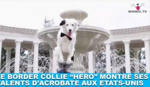 Le Border Collie "Hero" montre ses talents d'acrobate à travers les Etats-Unis ! À voir maintenant dans la minute chien #99